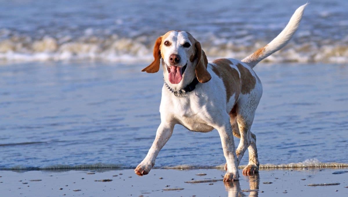 ¿Qué pasa si mi perro toma agua de mar?