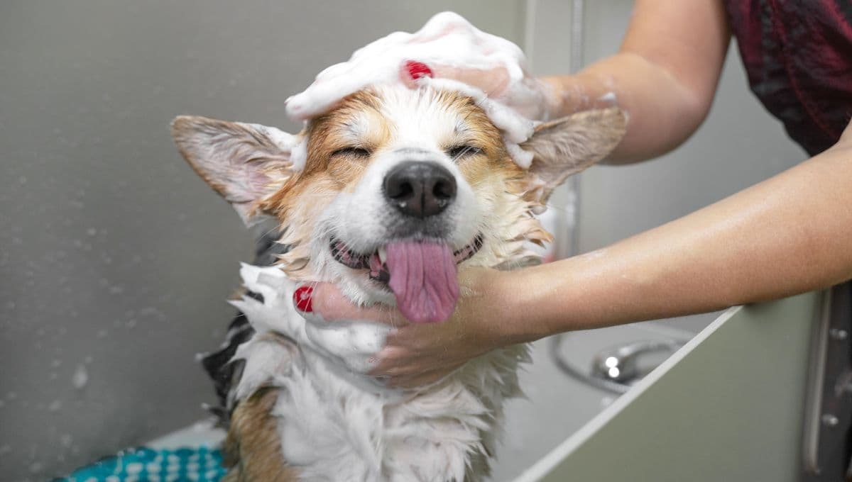 ¿Con que bañar a un perro si no tengo shampoo?