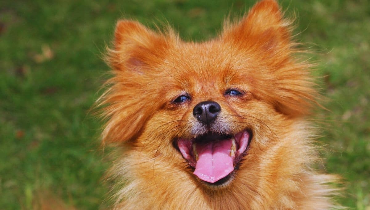 Si mi perro no convive con otros lomitos ¿es feliz?