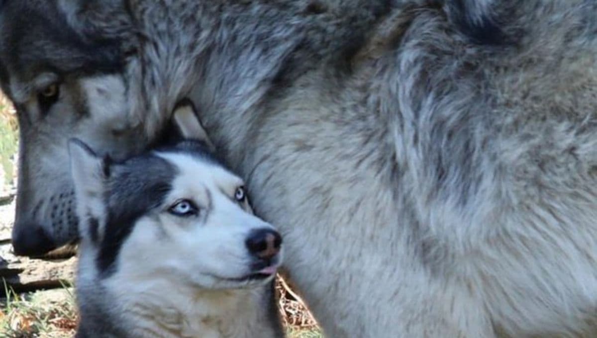 3 animales que son más grandes que un humano en la vida real
