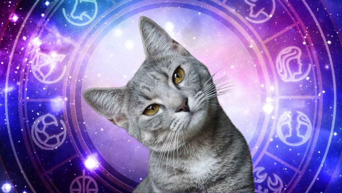 Horóscopo de tu gato: Las predicciones para tu michi hoy martes 14 de enero