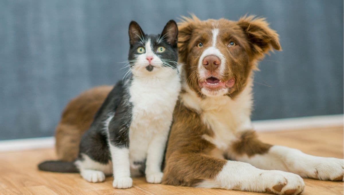 Esterilizaciones en la Facultad de Veterinaria de la UNAM: precio para perros y gatos