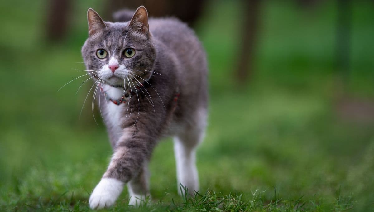 ¿Cómo sacar a pasear a mi gato? 5 consejos para que sea una experiencia bonita
