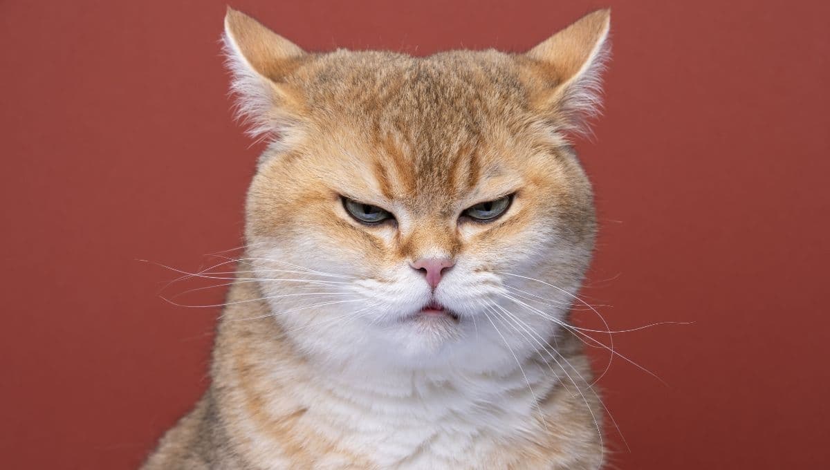 5 errores que hacen enojar a los gatos y que seguro haces