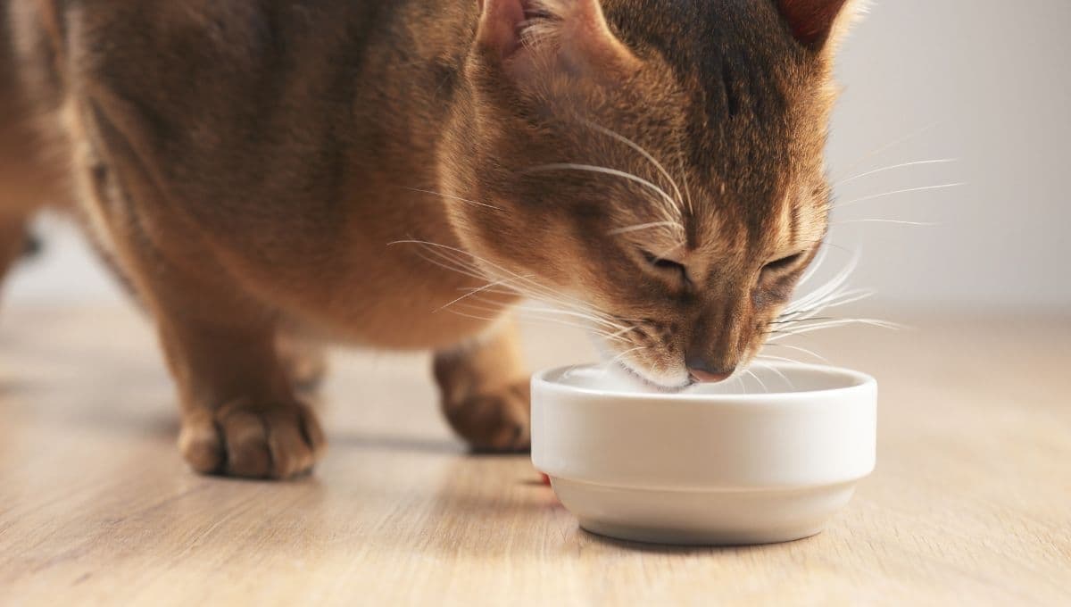 ¿Cuántas veces se le puede dar comida húmeda a un gato?