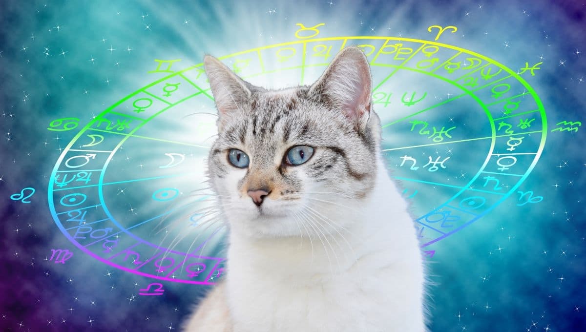 Horóscopo de tu gato: Las predicciones para tu michi hoy miércoles 15 de enero