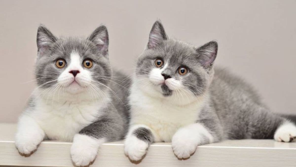 ¿Qué raza es el gato blanco con manchas grises?