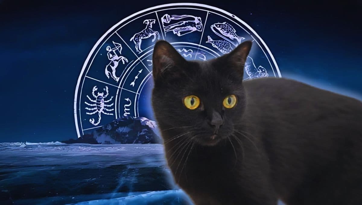 Horóscopo de tu gato: Las predicciones para tu michi hoy domingo 19 de enero