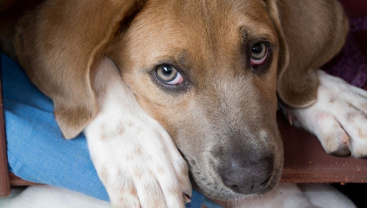 ¿Cómo sé que mi perro está deshidratado?