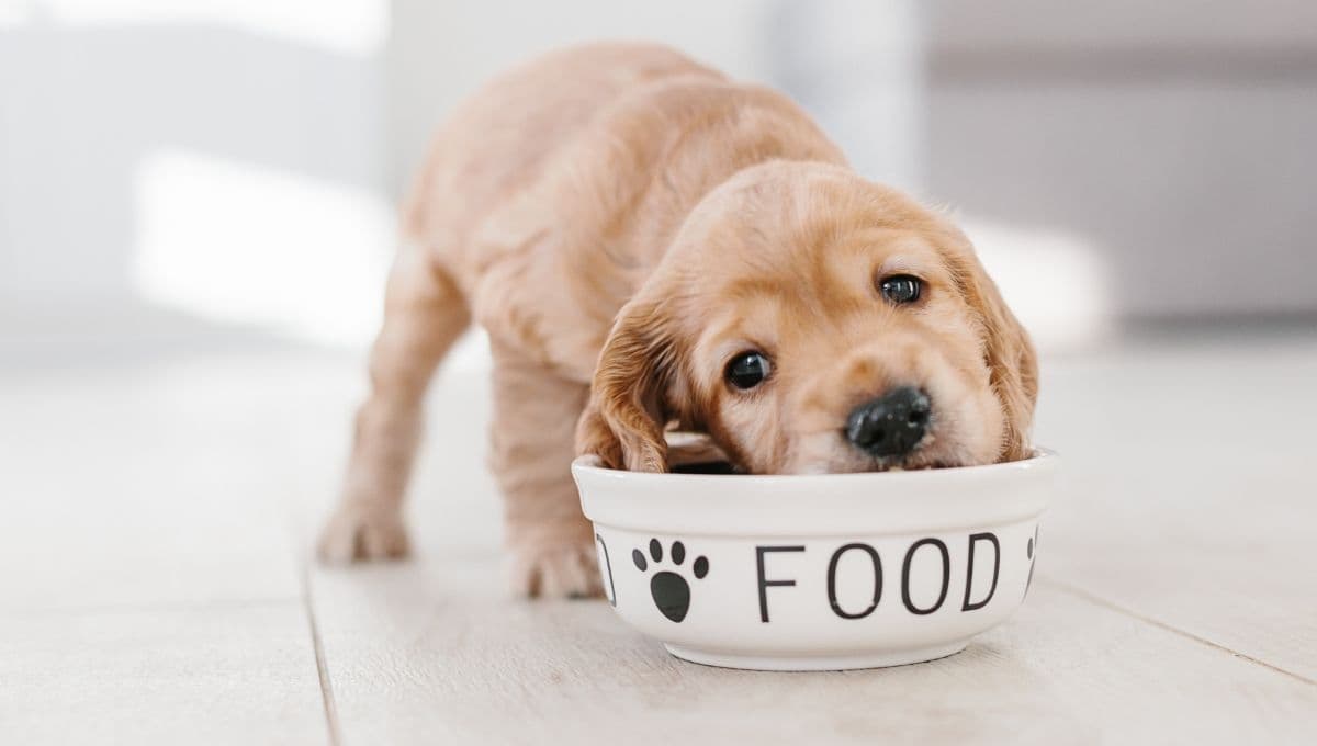 ¿Qué le pasa a mi perro si come caldo de res?