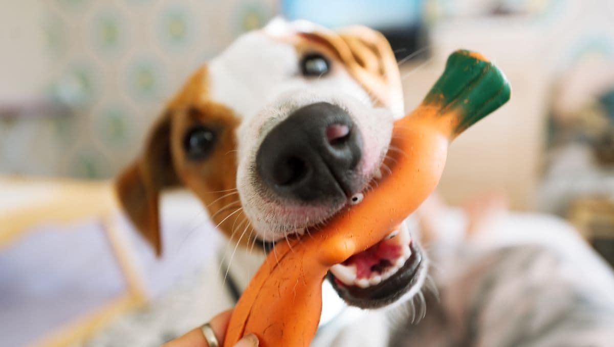 Amazon tiene en descuento el mejor juguete para destreza para perros