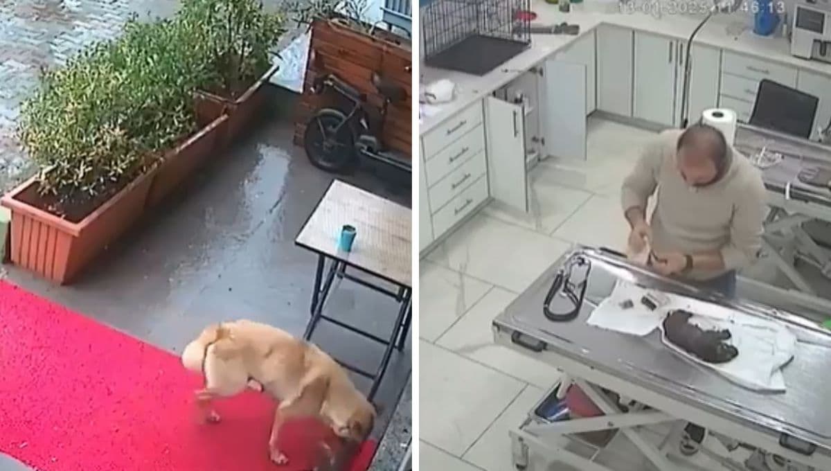 VIDEO: Perrita lleva a su cachorro con el veterinario y le salvan la vida