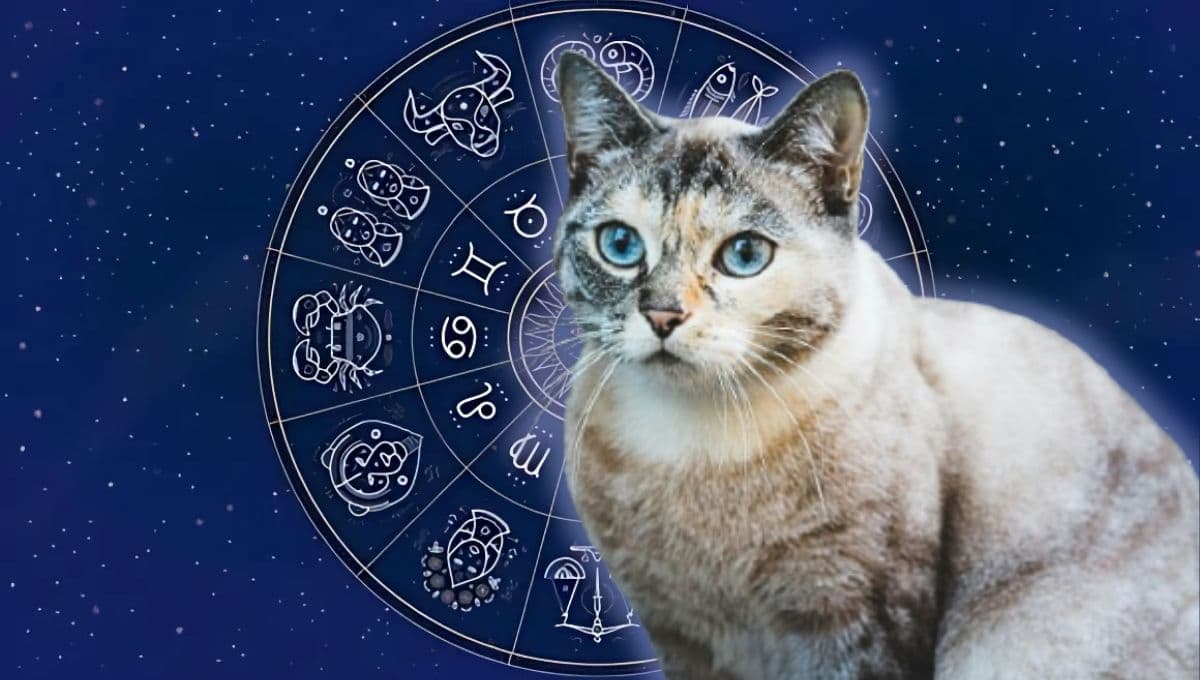 Horóscopo de tu gato: Las predicciones para tu michi hoy lunes 20 de enero