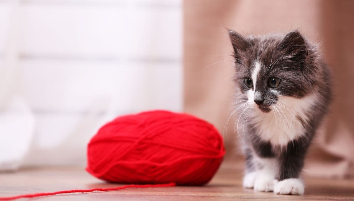 ¿Qué pasa si mi gato se come un hilo?