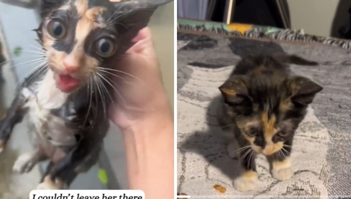 Rescata a gatita en medio de tormenta y le regala una vida llena de amor