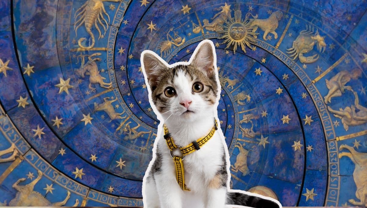 Horóscopo de tu gato: Las predicciones para tu michi hoy jueves 16 de enero