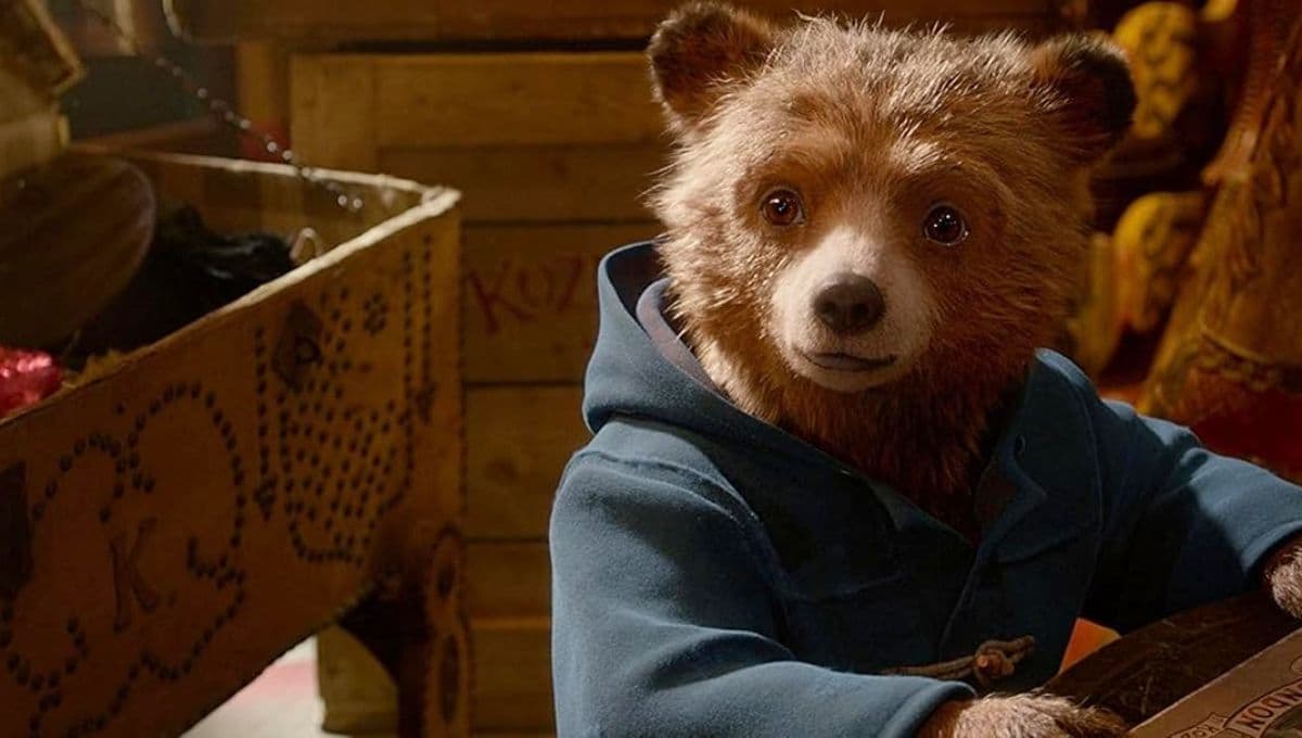 ¿Qué raza es el oso de Paddington?