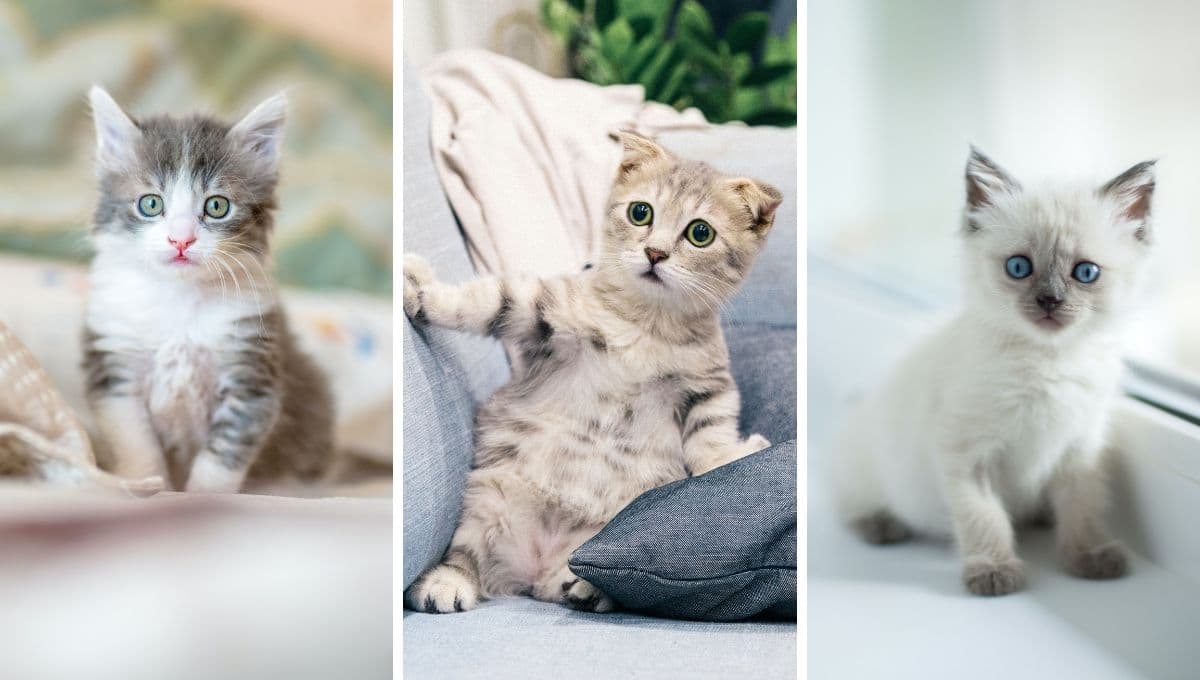 ¿Qué significa cuando un gato se va de la casa y no vuelve nunca?