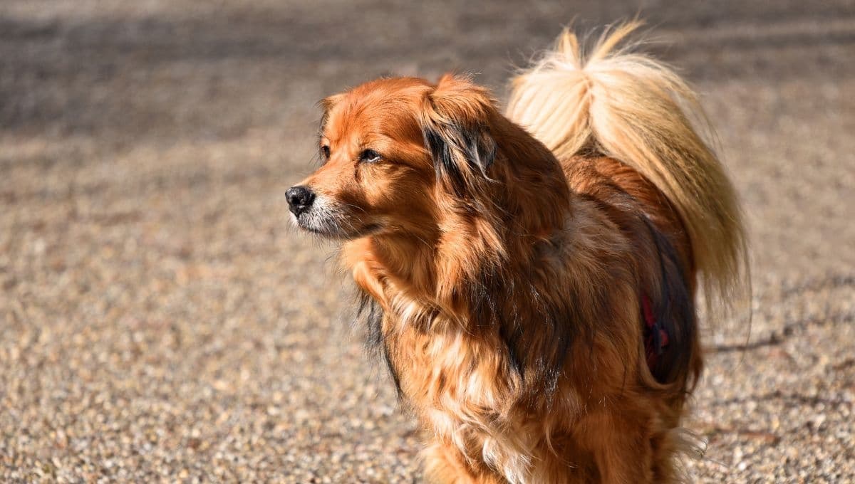 La oración que debes decir si tienes un perro perdido