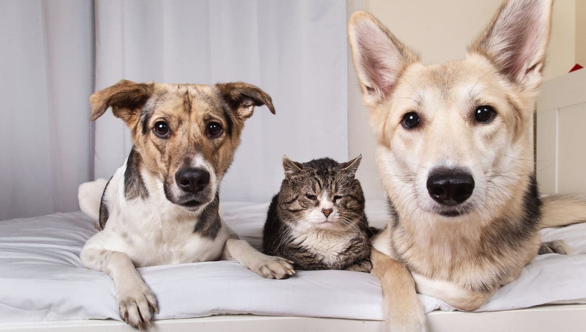 ¿Por qué San Antonio Abad es el patrón de los animales? | ORACIÓN