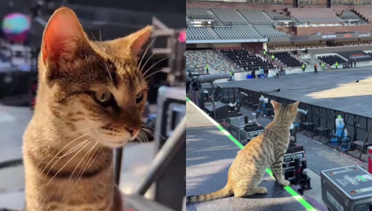 VIDEO: Gatito "trabaja" con Coldplay y supervisa su concierto en Abu Dhabi