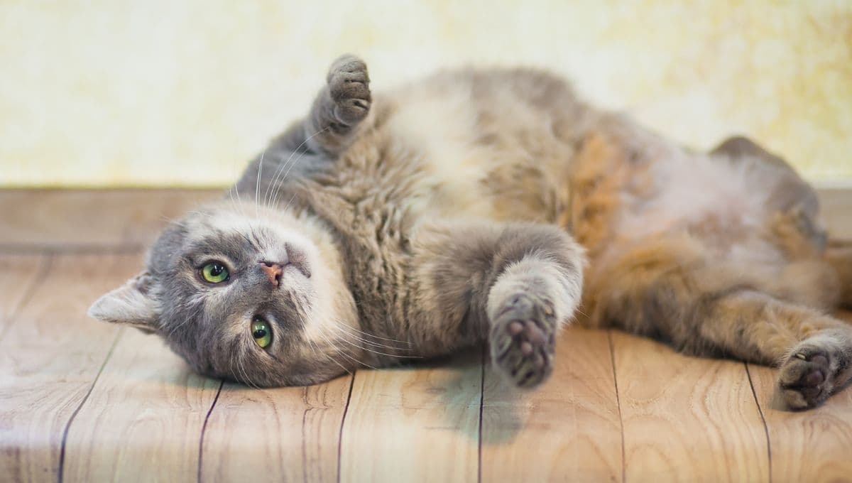 ¿Qué significa cuando un gato se sube a tu espalda y hombros?