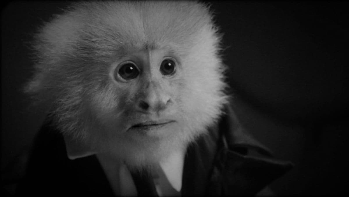 ¿Qué raza es el mono de ‘What did Jack do’ de David Lynch?