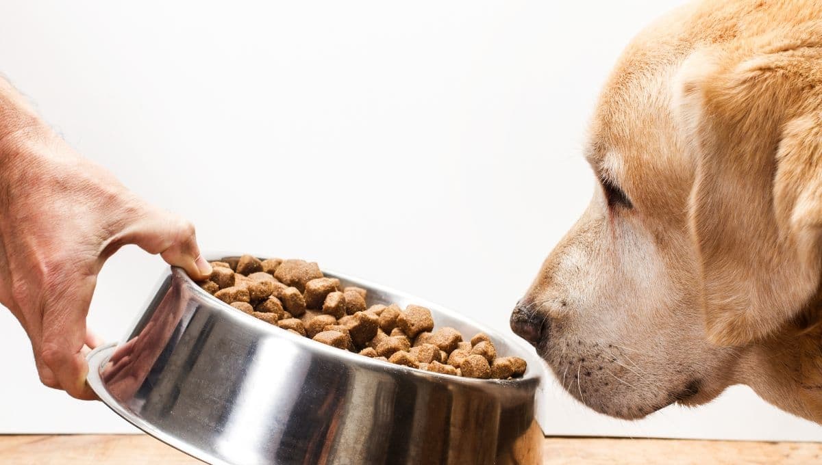 La croqueta para perro ‘Canine Club es buena? Esto dice Profeco en 2025
