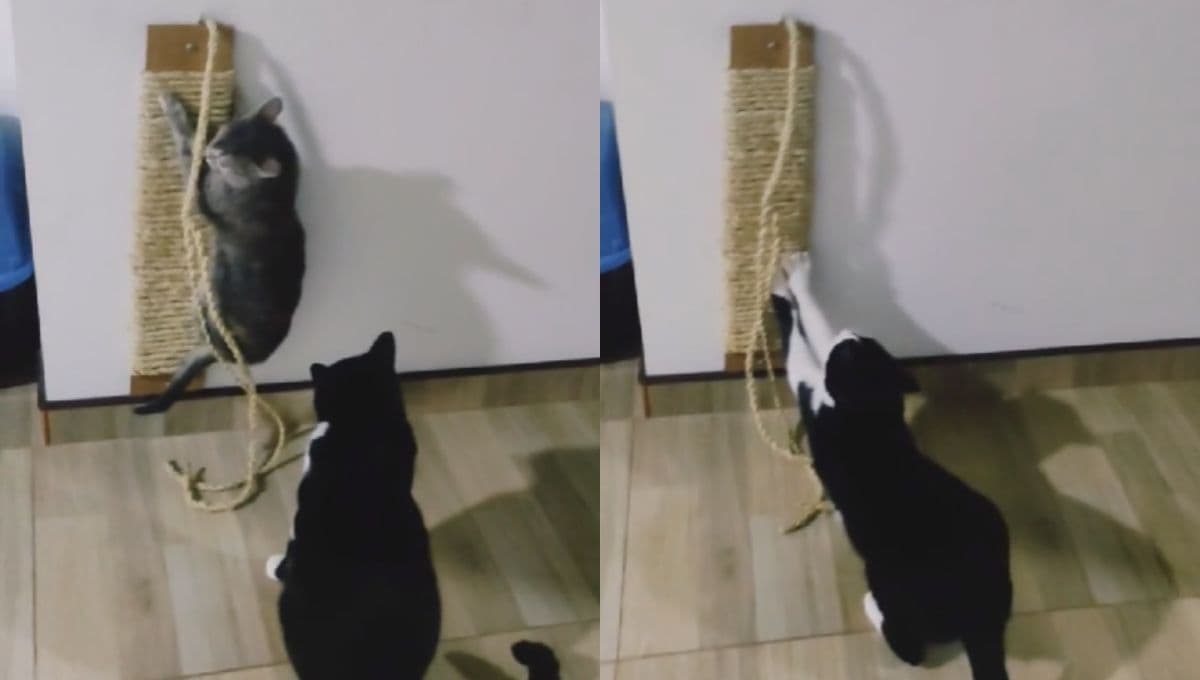 Rascador de gatos casero para pared: como hacer paso a paso