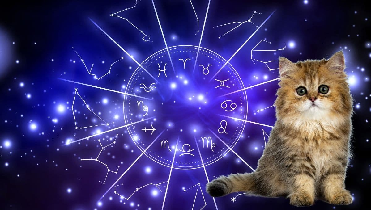 Horóscopo de tu gato: Las predicciones para tu michi hoy viernes 17 de enero