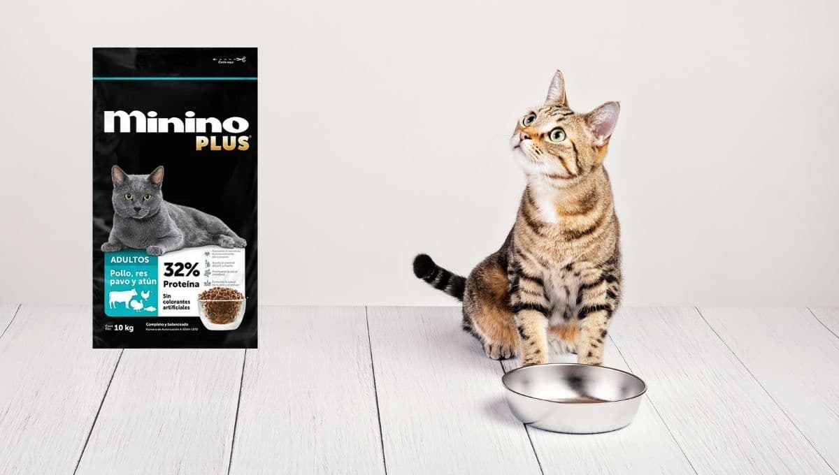 ¿Qué tan bueno es Minino Plus para gatos en 2025?
