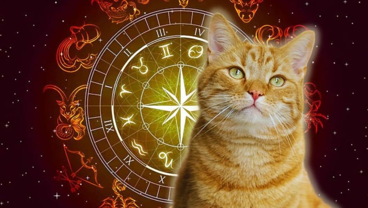 Horóscopo de tu gato: Las predicciones para tu michi hoy sábado 18 de enero