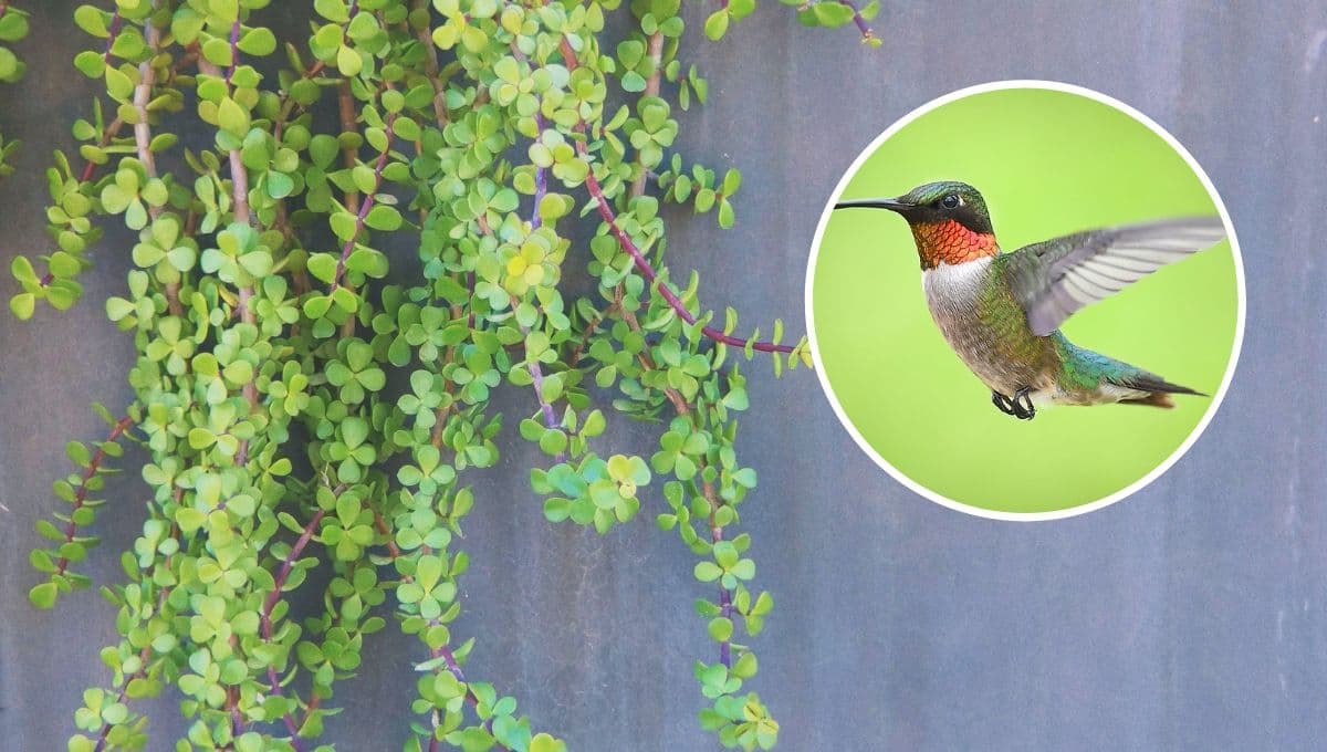 ¿Cuáles son las mejores enredaderas para atraer colibríes al jardín?