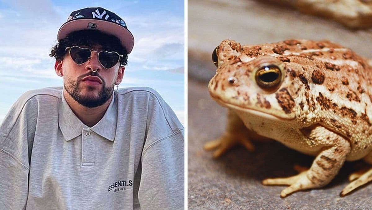 Bad Bunny da detalles sobre el sapo concho e inspira recaudaciones para evitar su extinción