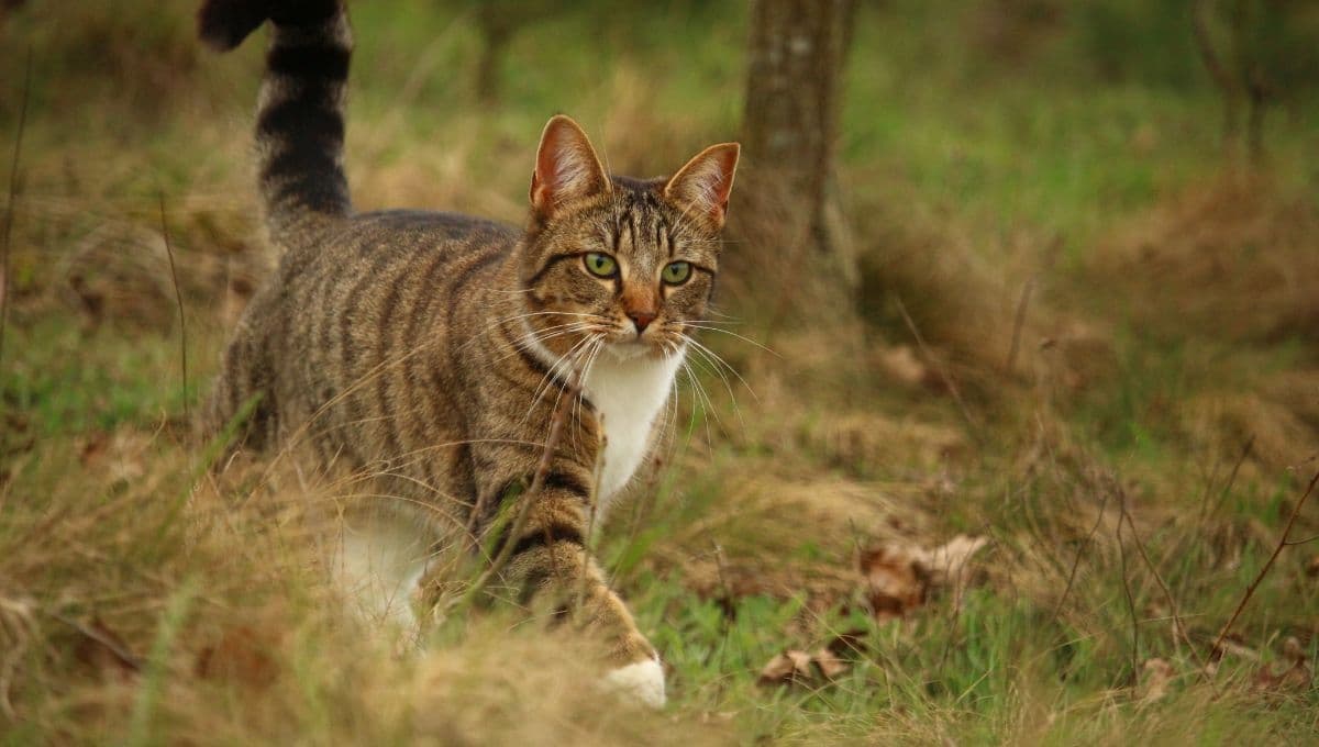 ¿Cuánto tiempo puede tardar un gato en volver a su casa?