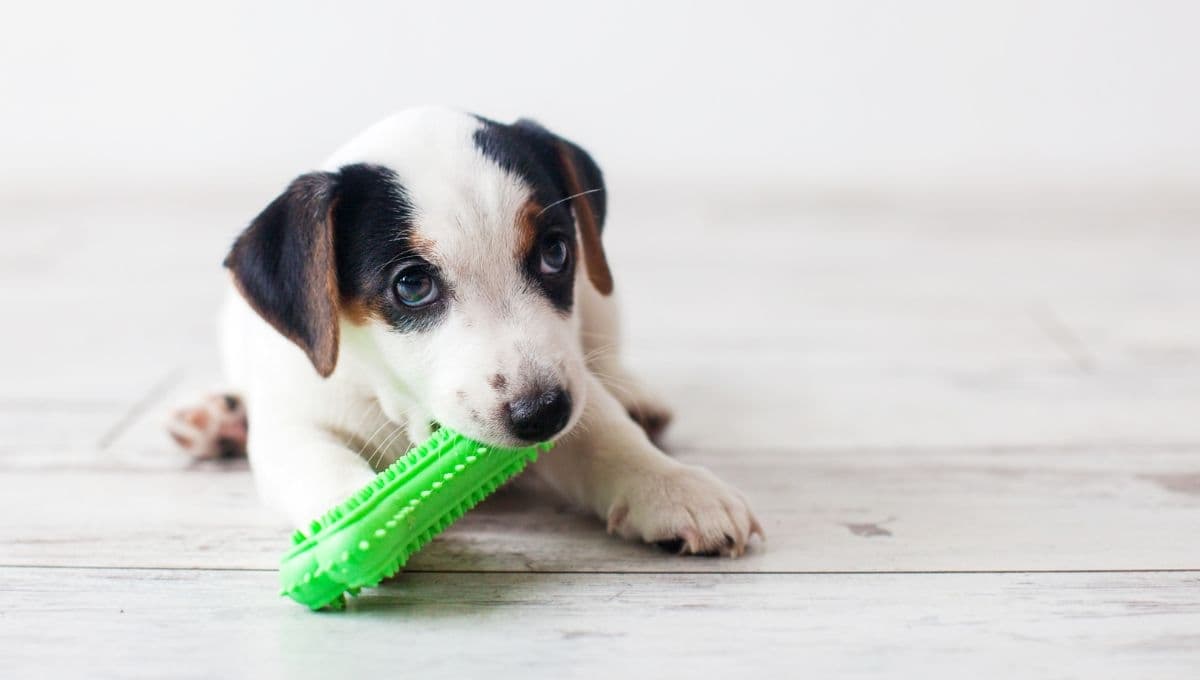 Los juguetes menos recomendados para los cachorros