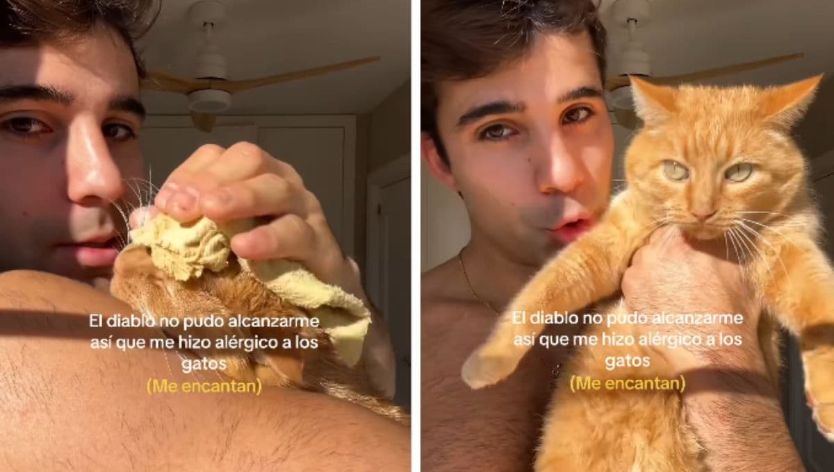 ¿Cómo bañar a tu gato para que no te de alergia?