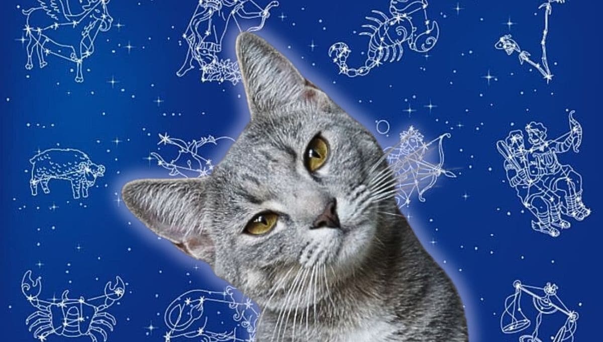 Horóscopo de tu gato: Las predicciones para tu michi hoy lunes 27 de enero
