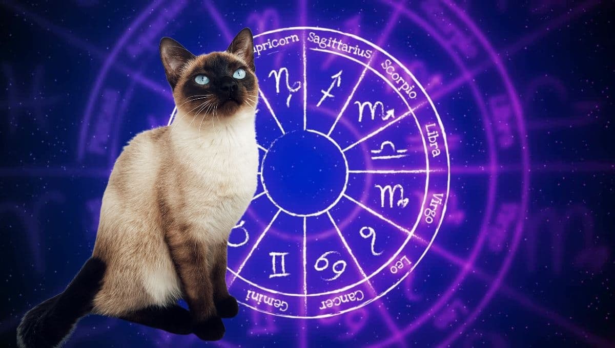 Horóscopo de tu gato: Las predicciones para tu michi hoy martes 21 de enero