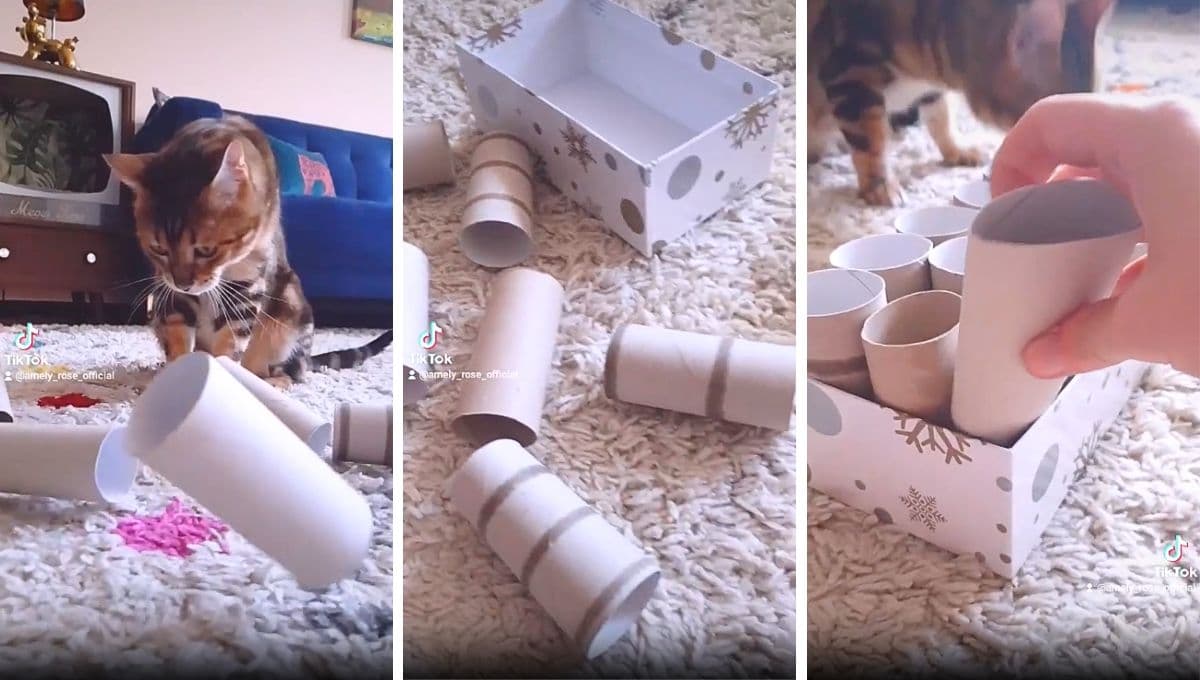 El juguete perfecto para tu gato hecho con rollos de papel de baño