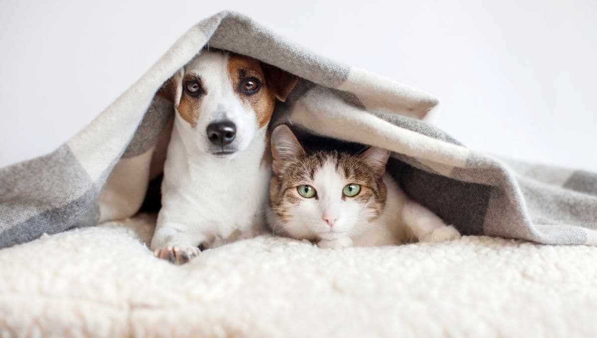 ¿Cómo proteger a las mascotas del frío? Protección Civil responde
