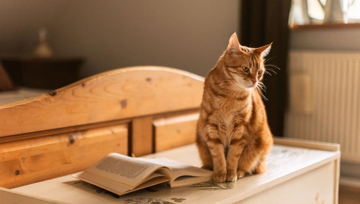 ¿Qué significa que mi gato mueva la cola?