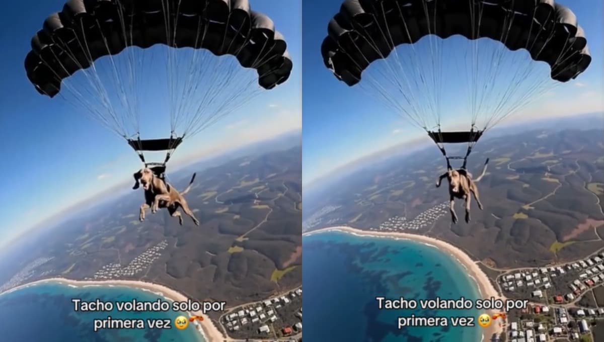 VIDEO: Tacho, el perro que se aventó de paracaídas y se volvió viral