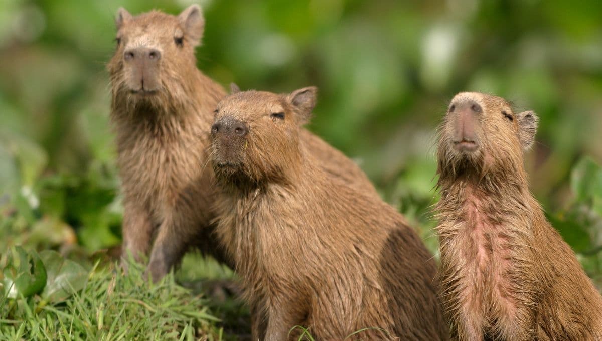 Festival de Capibaras en la CDMX: fecha, actividades y cómo llegar