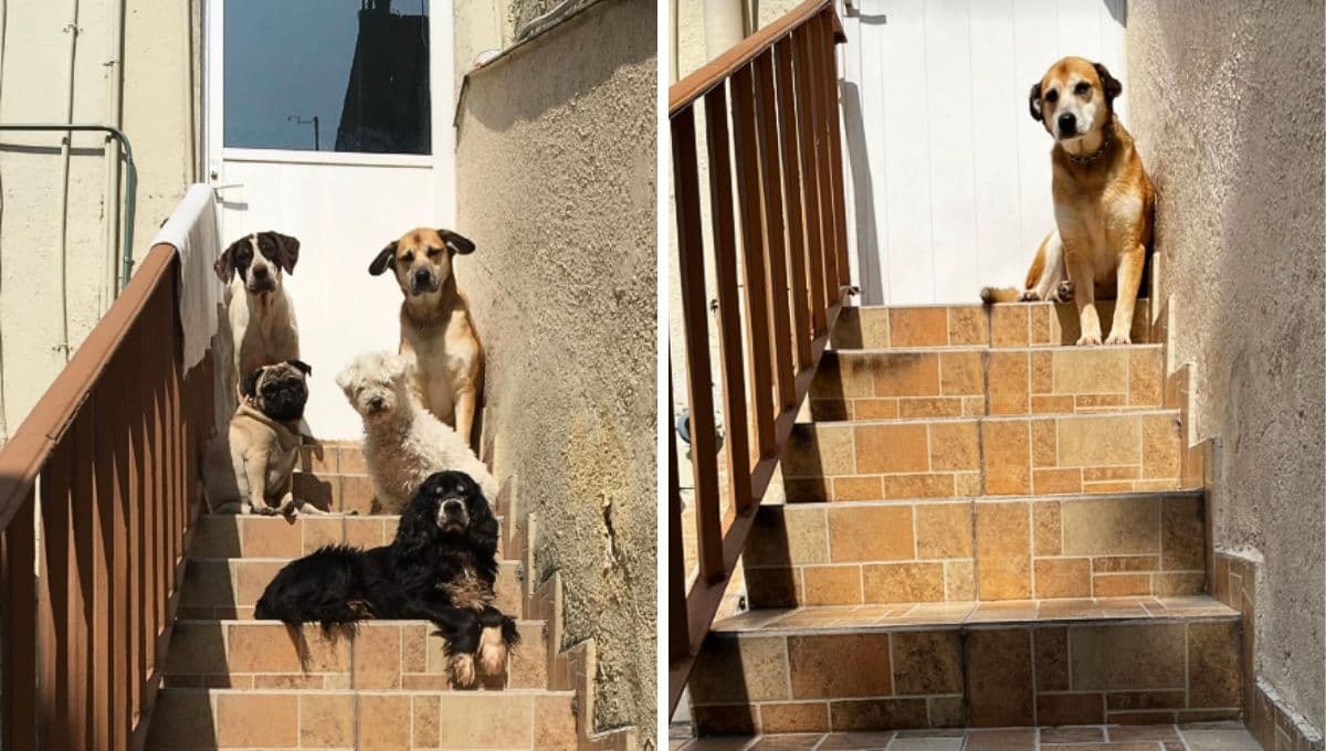 VIDEO: el doloroso antes y después que ninguno dueño de perros desea vivir