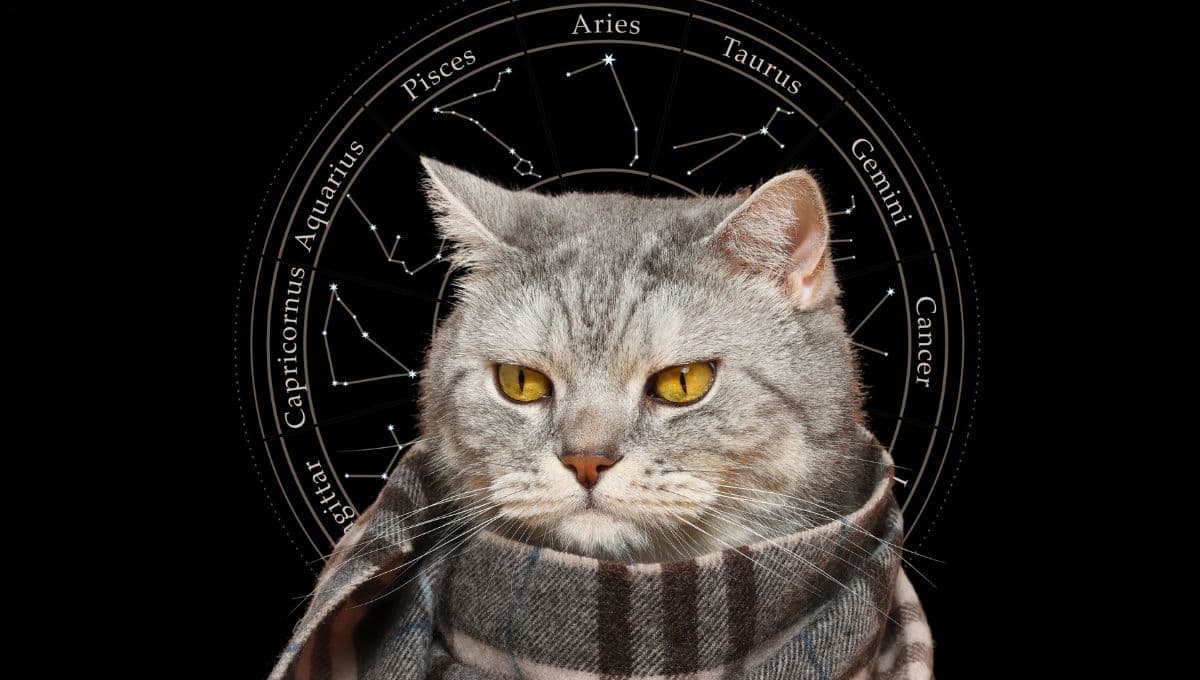 Horóscopo de tu gato: Las predicciones para tu michi hoy miércoles 22 de enero
