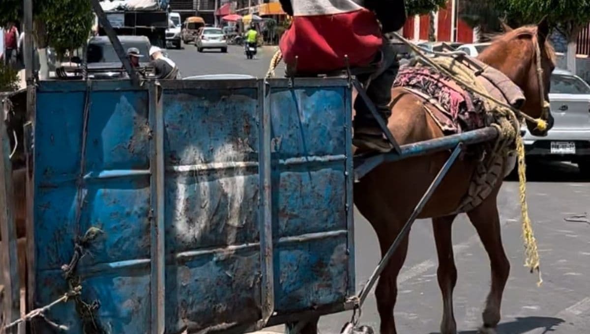 Jubilemos A Pancho: La historia del caballo carretonero que causa furor en redes