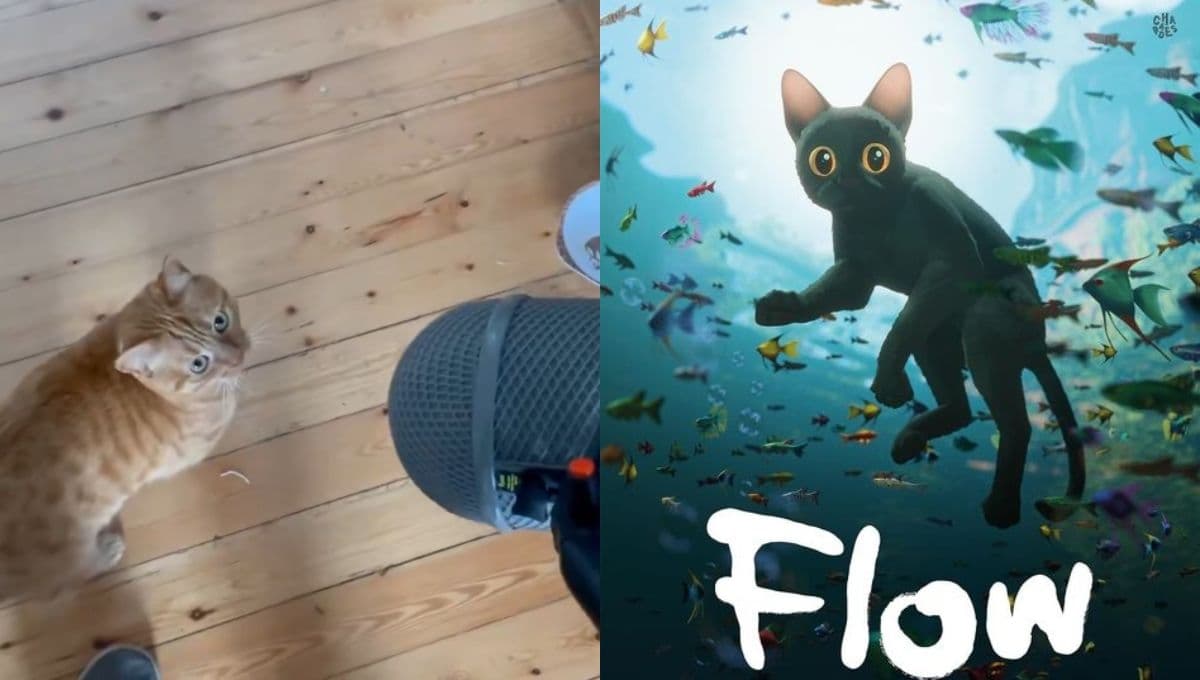 Miut, él es el gato que dobló la voz de Flow en la película