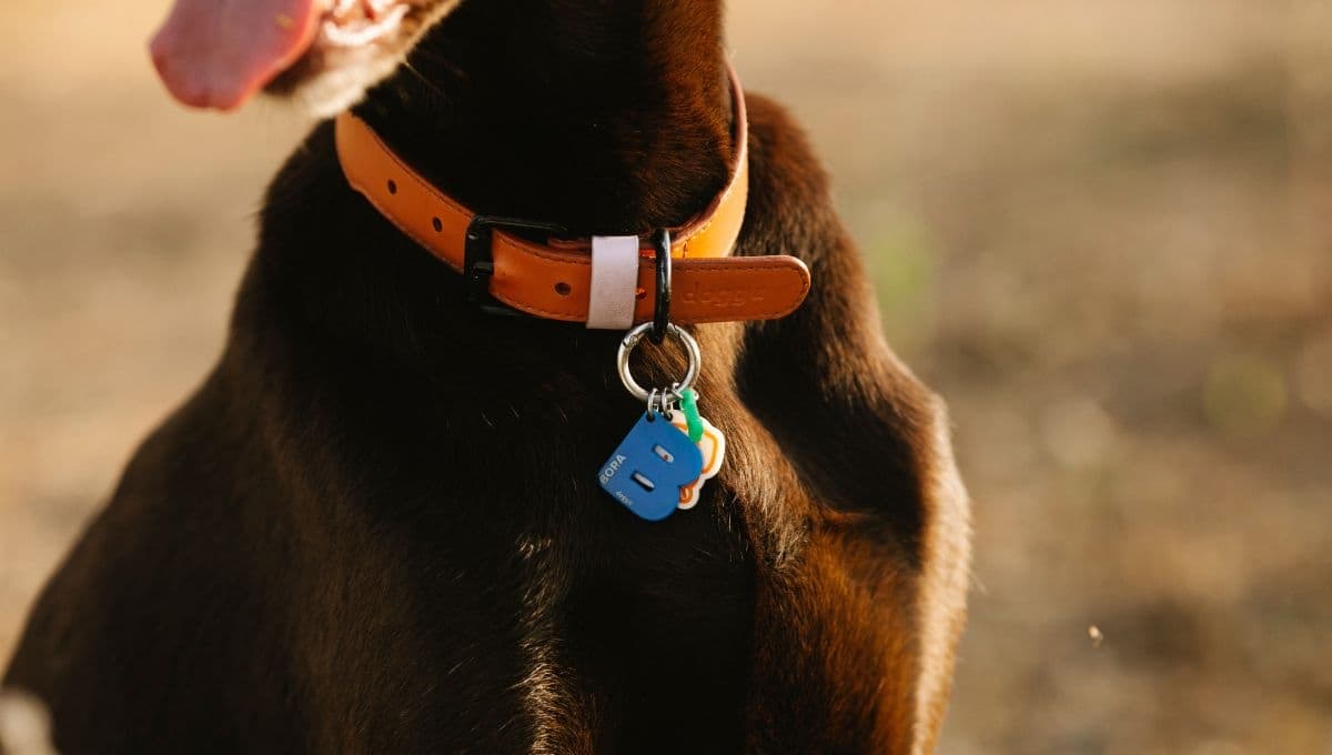 ¿Cuál es el significado de los colores en los collares para perro?