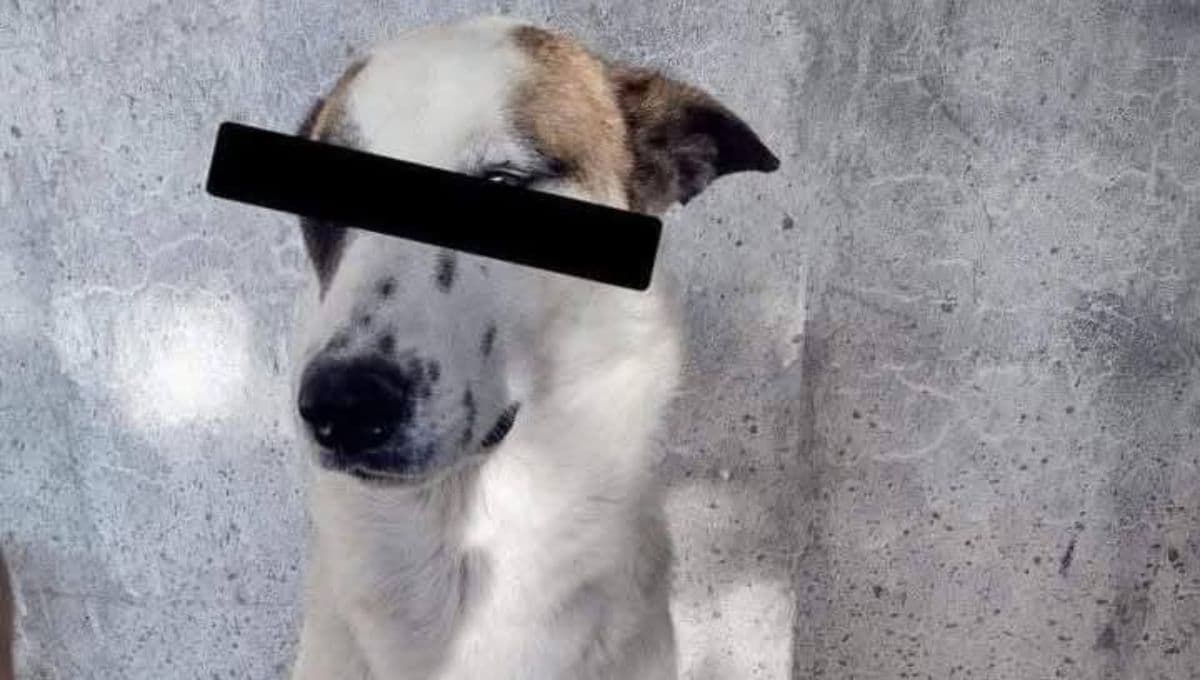 Perrito roba bota a vecino y lo esposan como todo un adorable delincuente